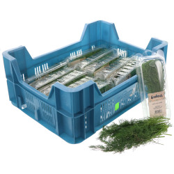 ANETH GROSBUSCH 12X20G